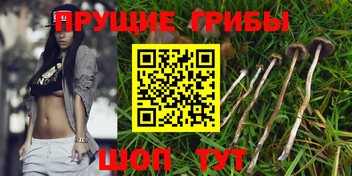 Новоалтайск  Псилоцибиновые грибы мицелий  Вход с VPN 